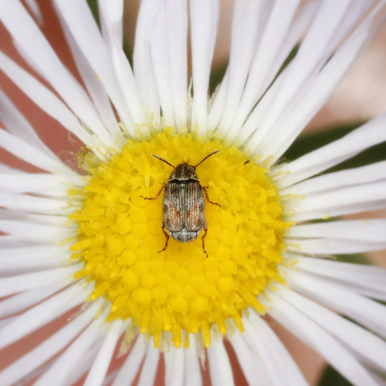 Chrysomelidae Bruchinae: Algarobius prosopis?